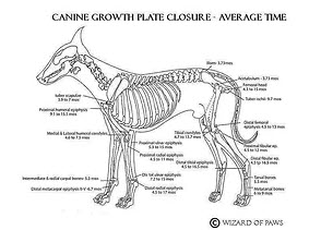 canine-growth-plate-closure-maremmas-dogs-puppies-puppy-dog-adelaide